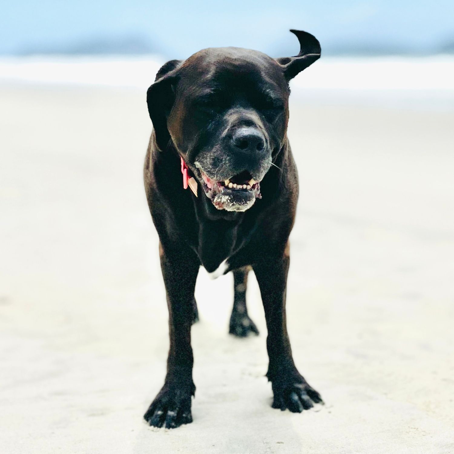 A black Labrador dog stands on a sandy beach, mouth open in a happy expression, with ocean waves in the background.