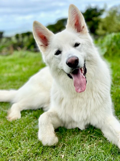 Fluffy White Swiss Shepherd puppy lying on green grass with tongue out, looking happy and playful outdoors.
