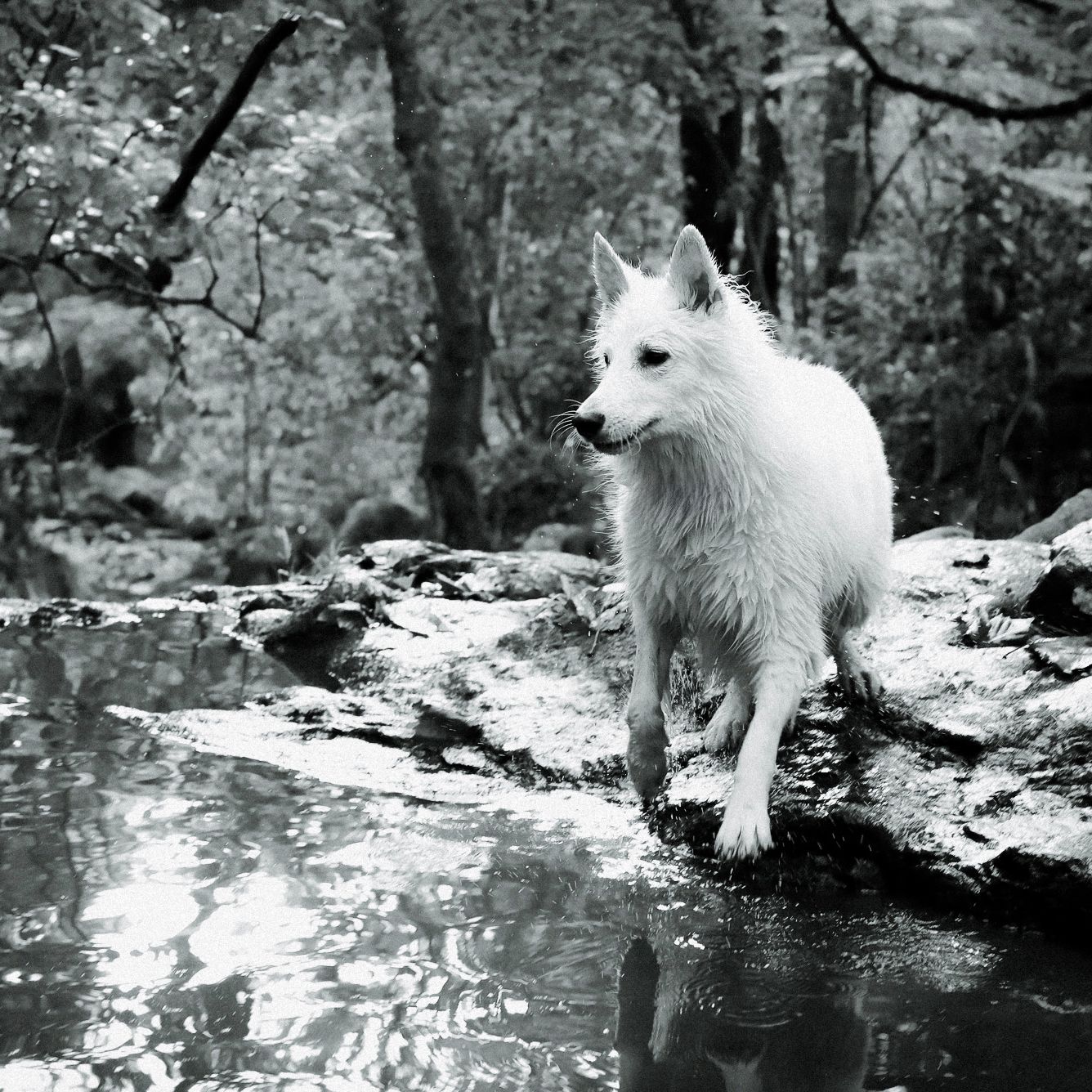 A white swiss shepherd dog stands on rocky terrain beside a reflective forest stream in a black and white nature photo.