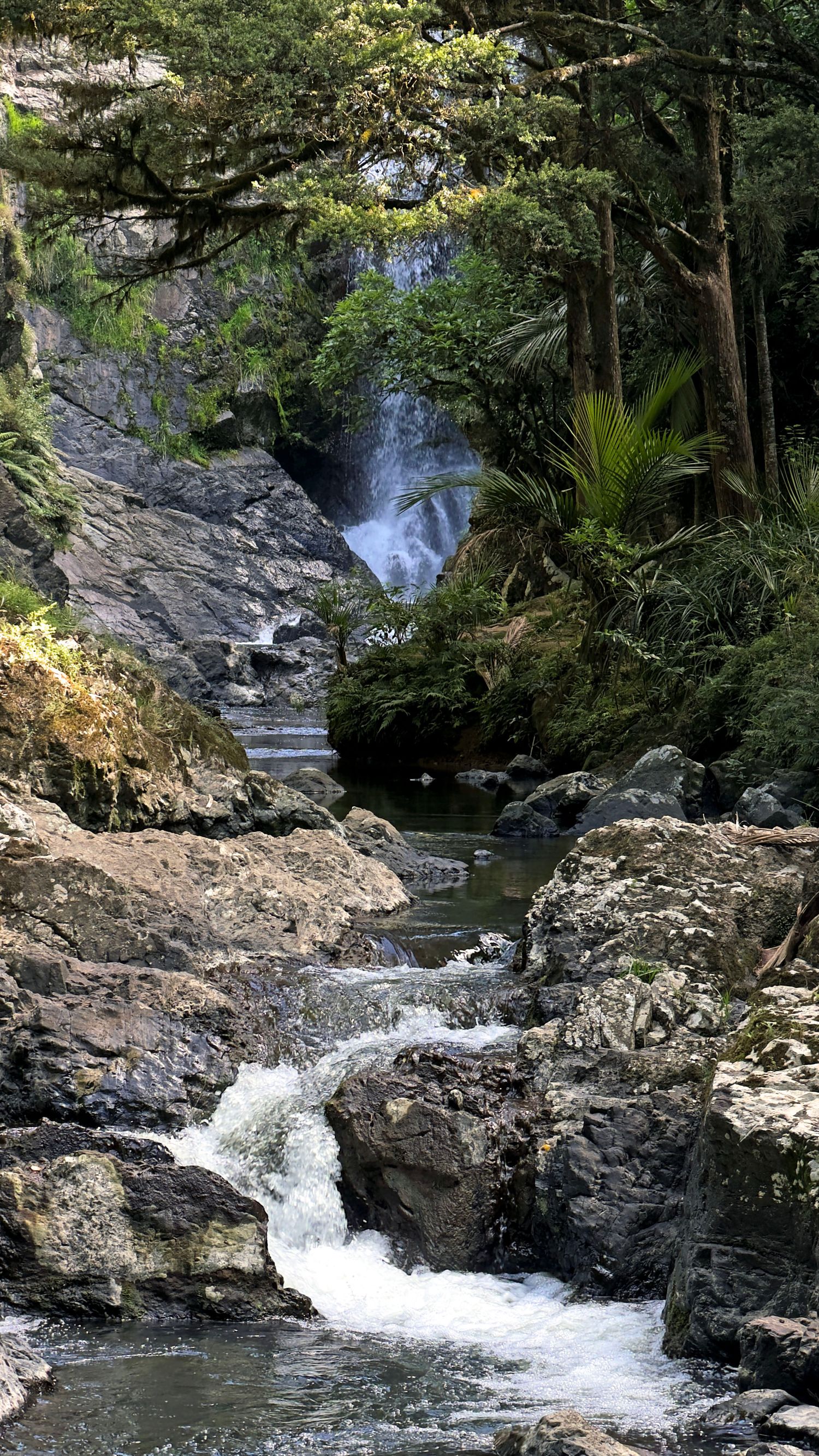 Rocky stream flows through lush green forest with cascading waterfall in background, surrounded by ferns and native trees.