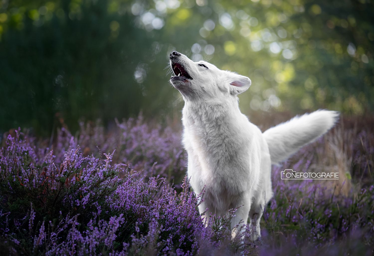 A white Swiss Shepherd dog howling among purple heather flowers in a sunlit forest.