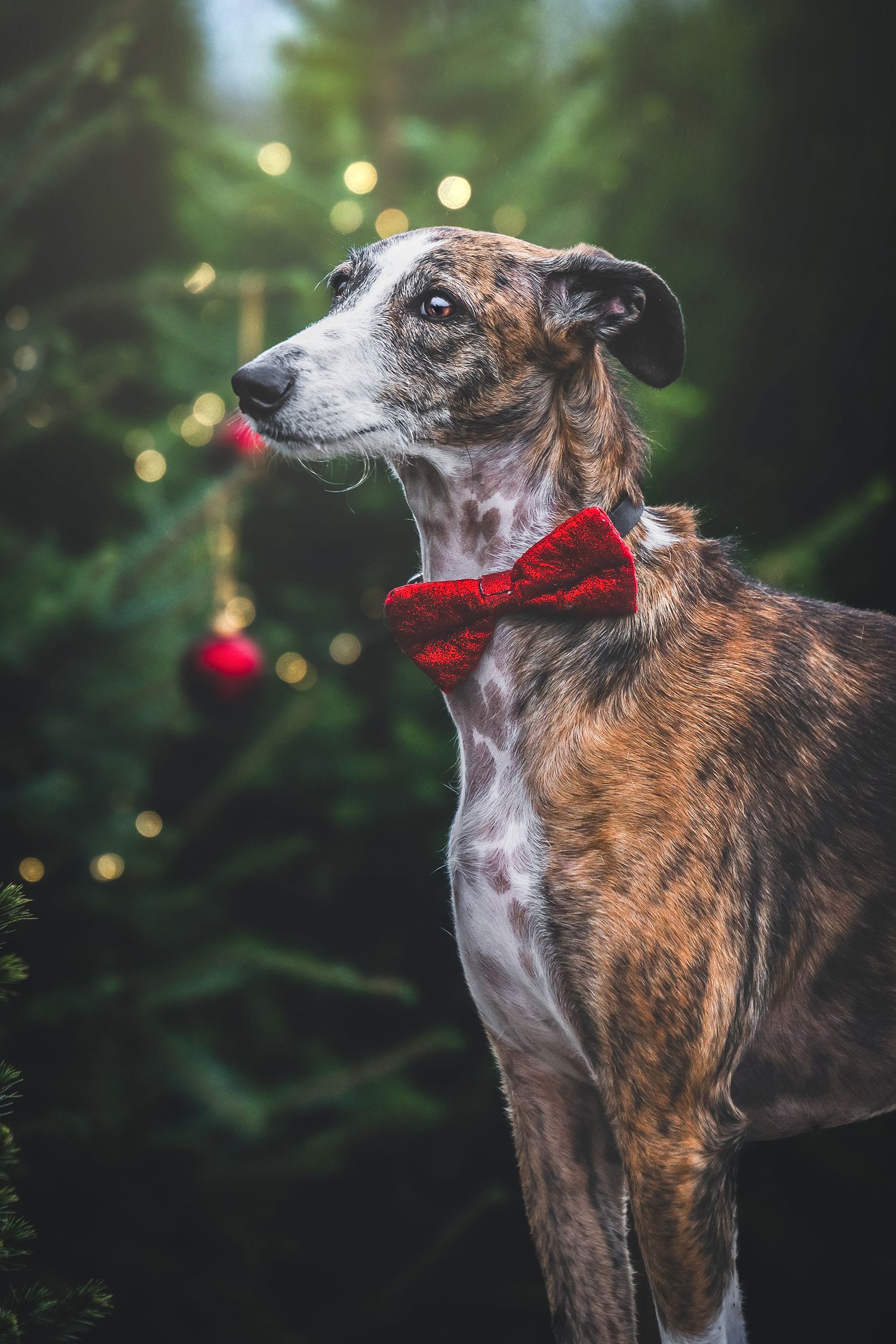 Regal brindle greyhound with red bow tie poses beside a glowing decorated Christmas tree.