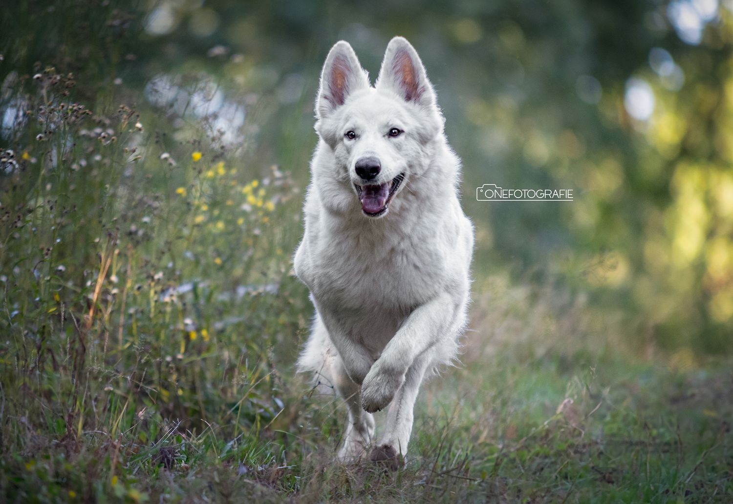 A white Swiss Shepherd dog running through a grassy meadow with a happy expression.