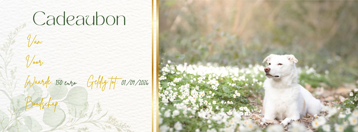 Elegant gift voucher with white dog in wildflower meadow and decorative green botanical border design.