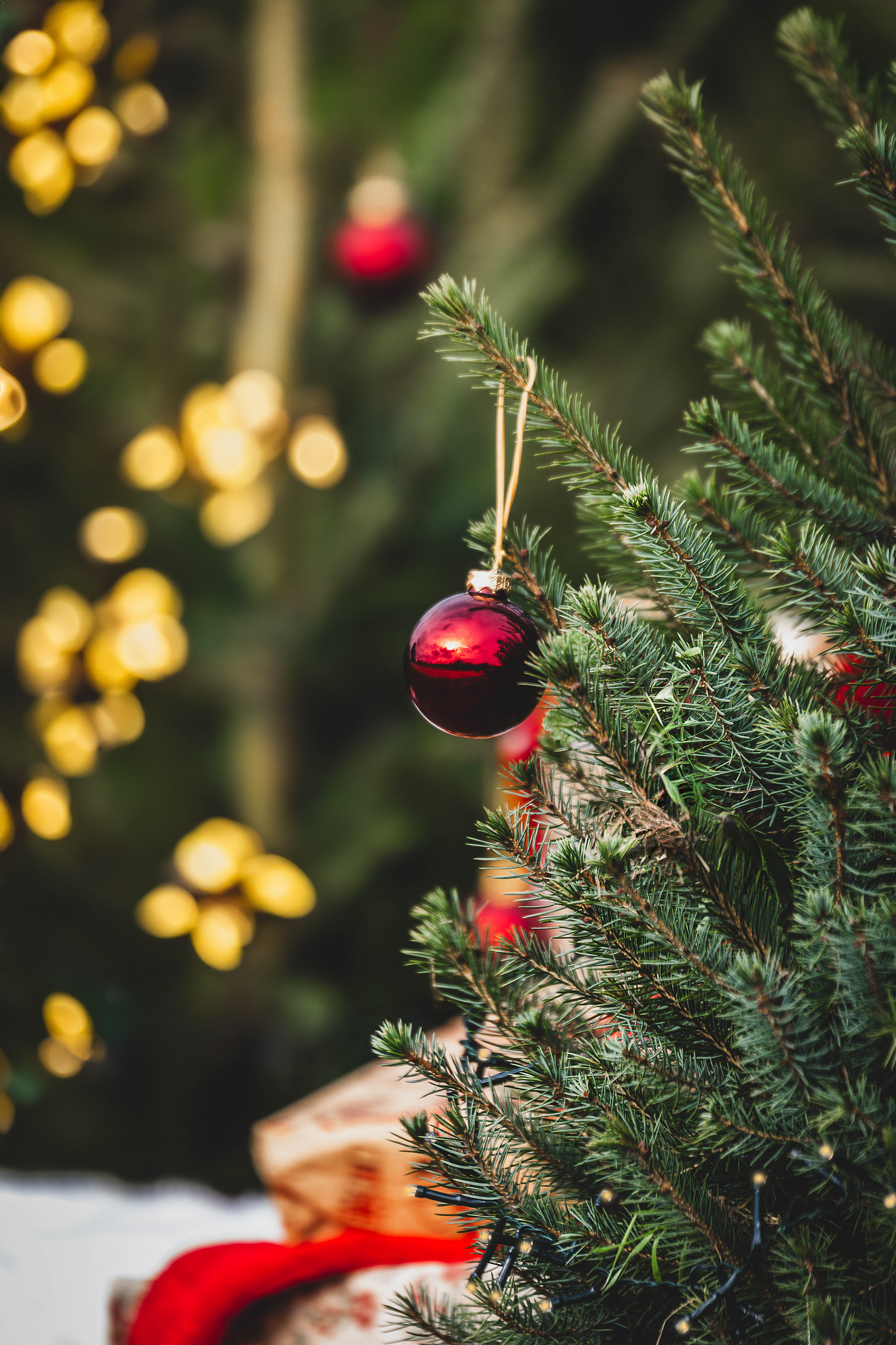 A red Christmas ornament hanging on a pine tree branch with golden bokeh lights in the background.