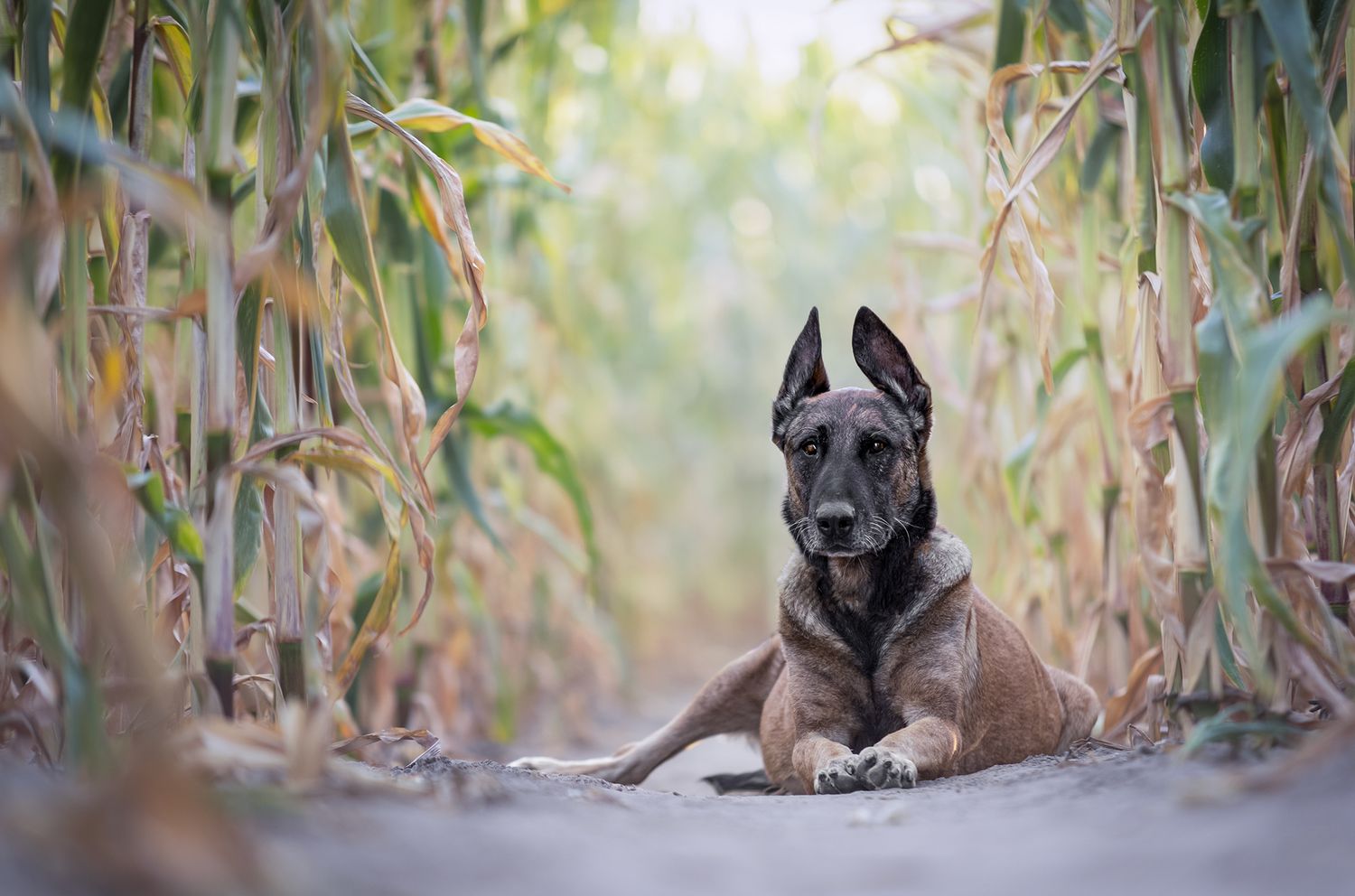 Belgian Malinois dog resting on a dirt path surrounded by tall corn stalks in an outdoor field.