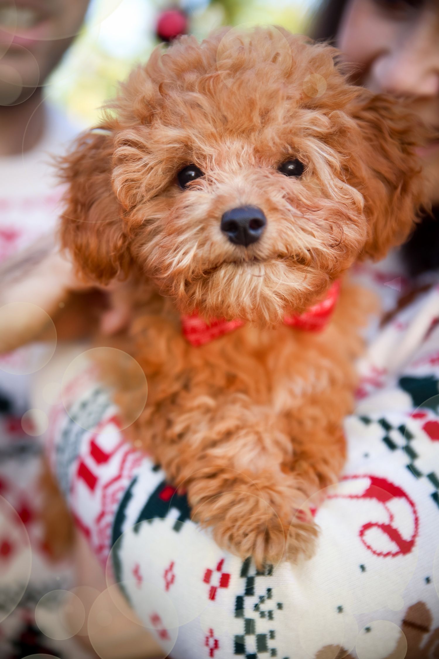Cute curly red-brown puppy wearing a red bow tie held in arms with festive Christmas sweater.