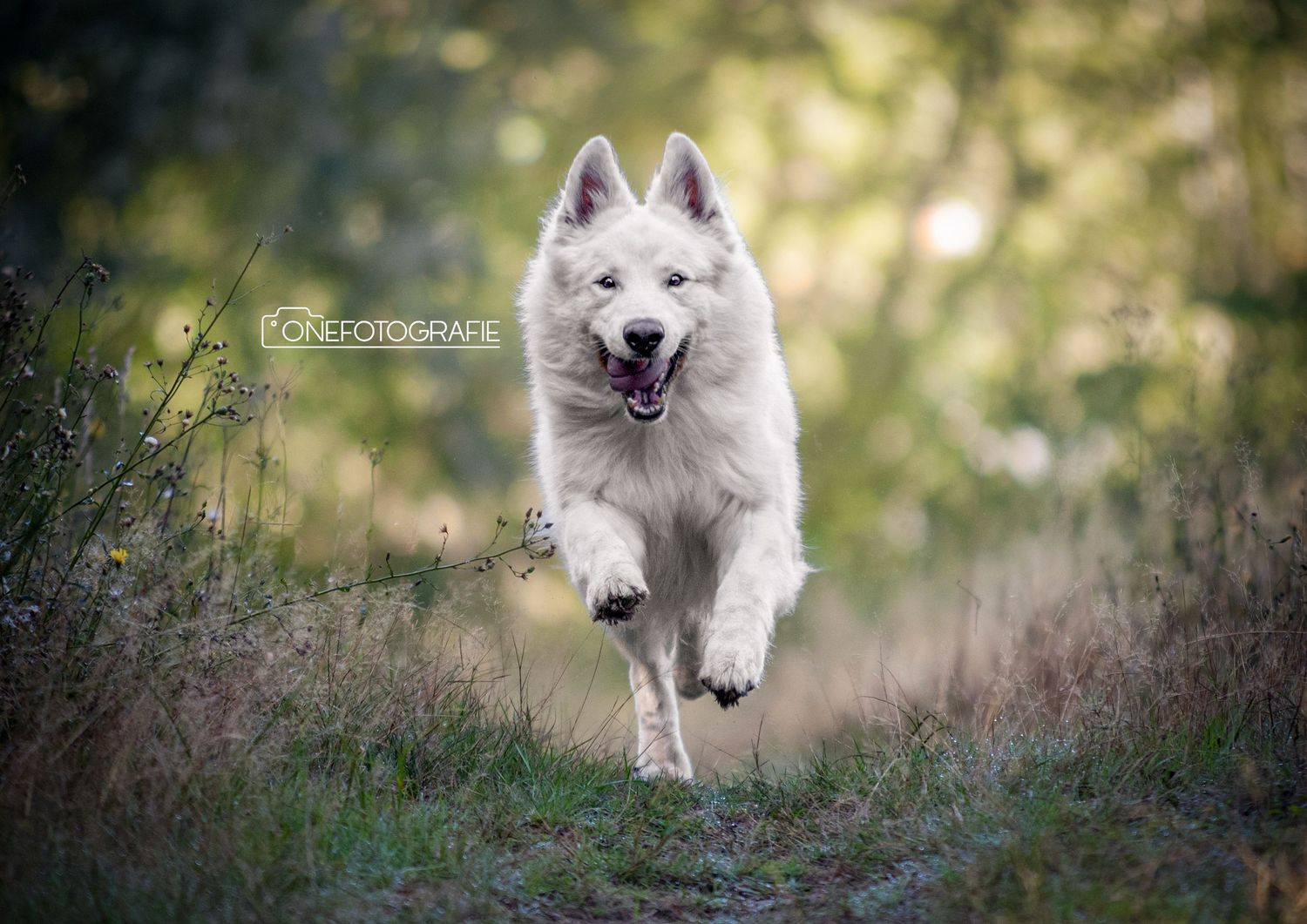 A white Swiss Shepherd dog running energetically along a grassy path in nature.