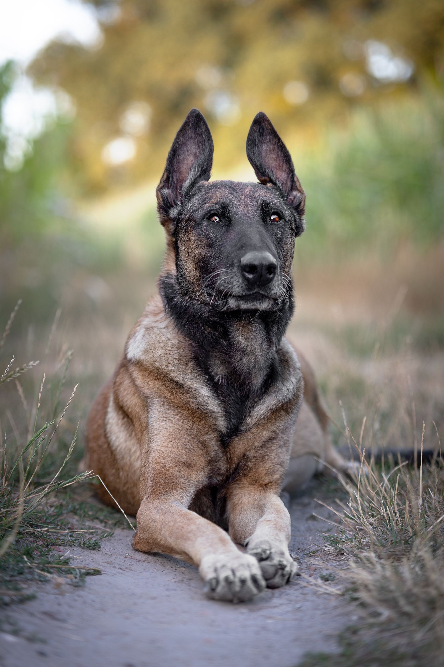 Belgian Malinois dog lying on a dirt path in an open field with autumn trees in background.