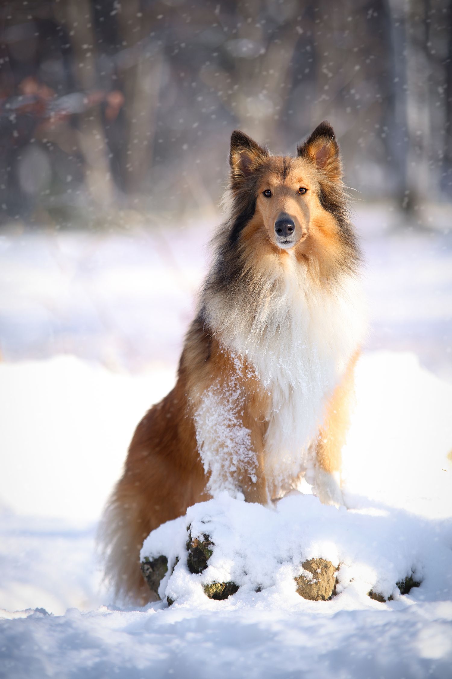 A majestic Rough Collie sits in deep snow during a winter snowfall in a forest setting.