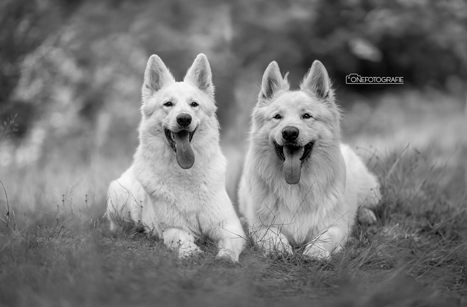 Two white Swiss Shepherd dogs lying side by side in grass in a black and white photo.