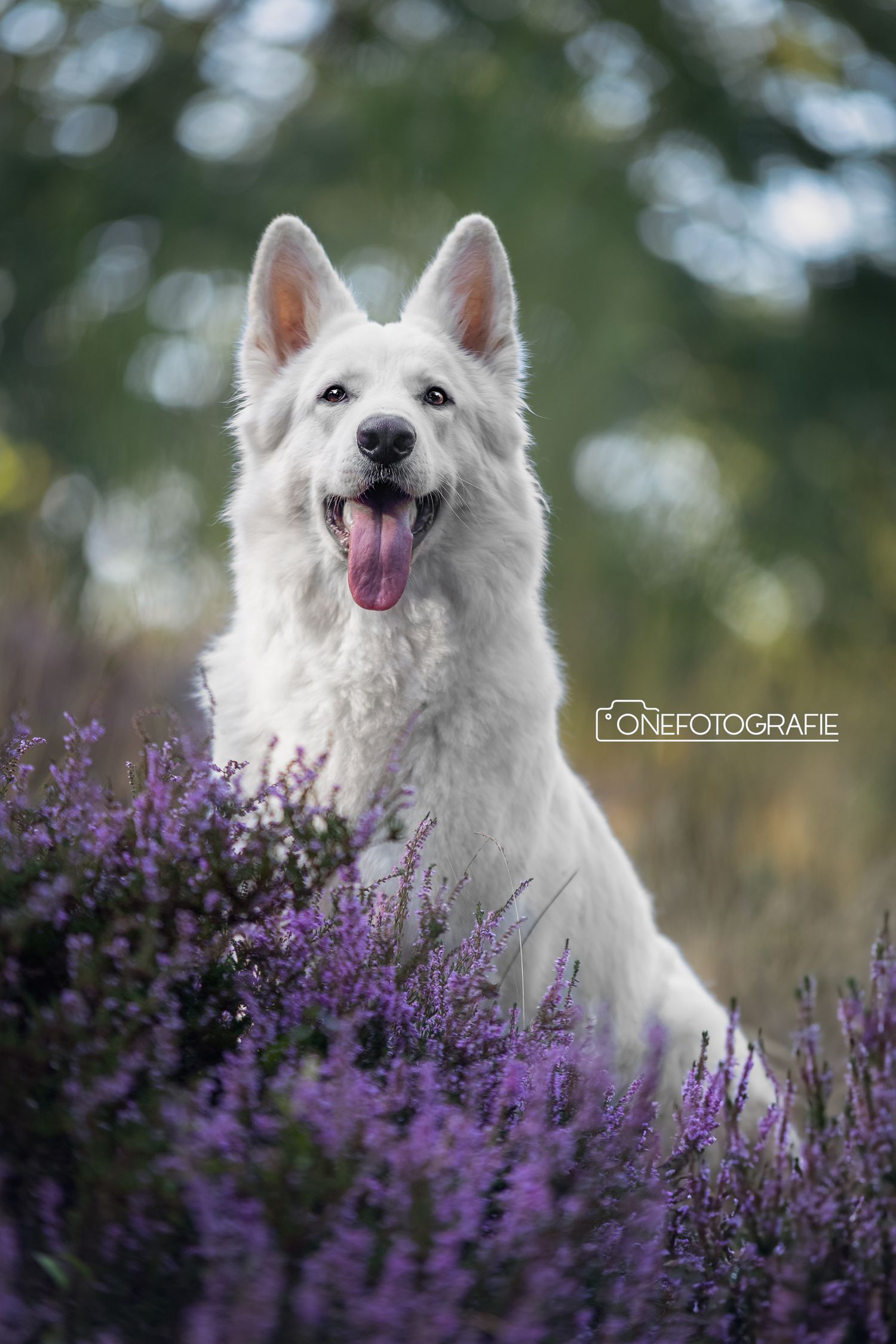 White German Shepherd dog sitting among purple heather flowers with tongue out in a natural outdoor setting.