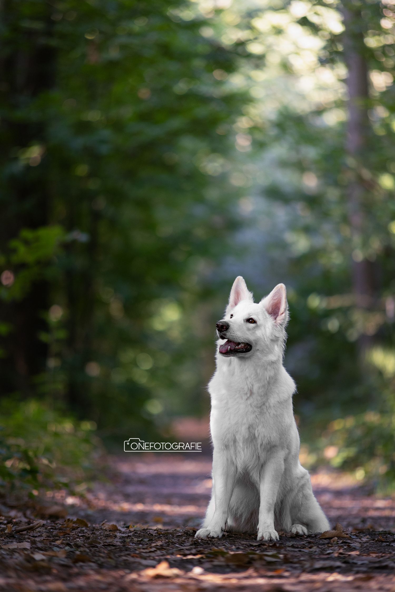 A white Swiss Shepherd dog sitting alert on a forest path surrounded by green trees.