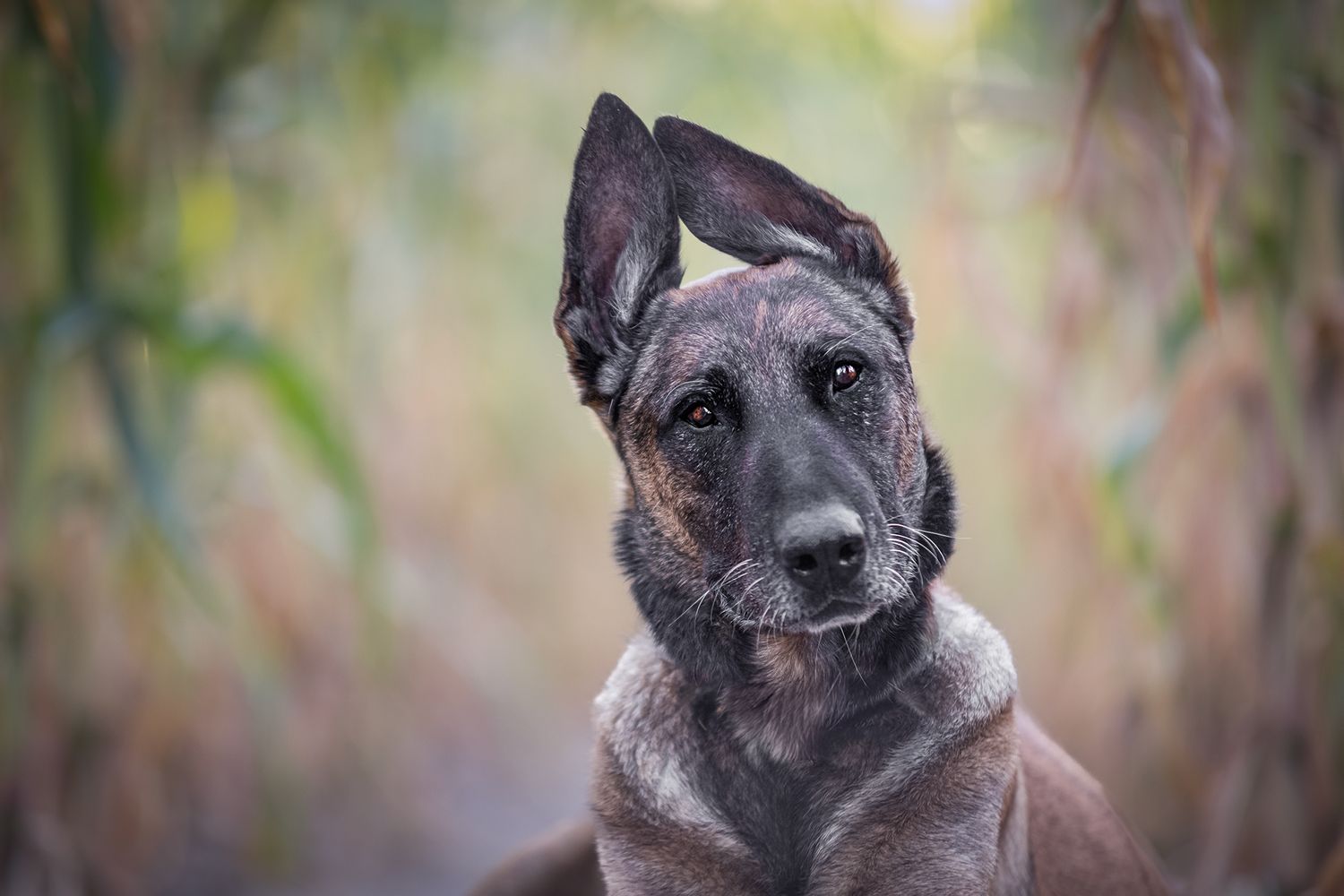 Close-up portrait of a Belgian Malinois dog with large ears against a soft blurred autumn background.