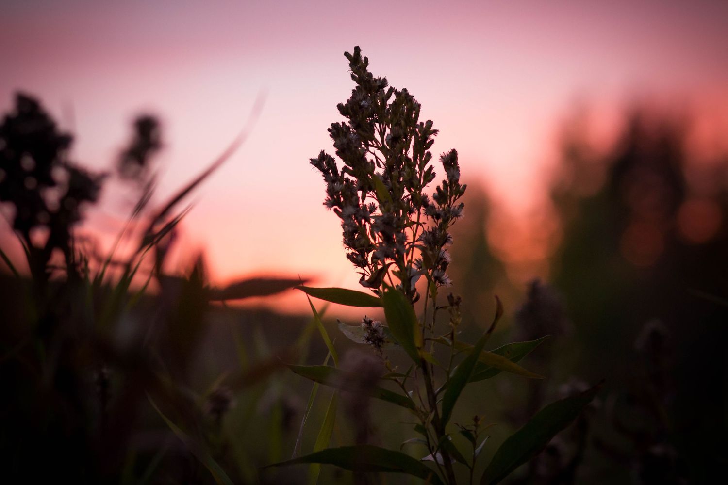 Pink sunset sky with silhouettes of wildflowers and plants.