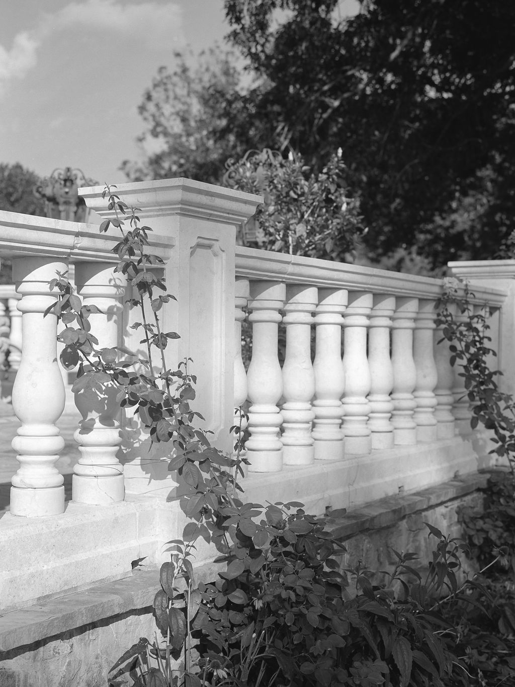 Architectural detail of white stone balustrades and columns with leafy foliage shadows creating contrast in black and white.