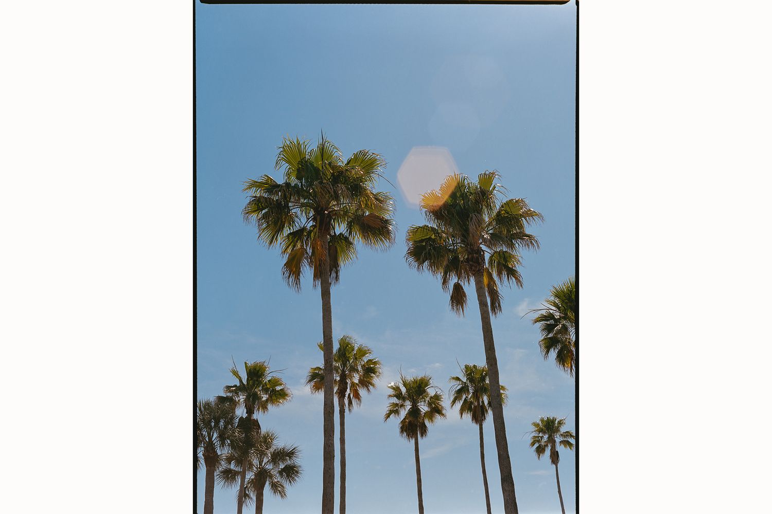 Tall palm trees stretch toward a bright blue sky with a sun flare, evoking a warm California coastal atmosphere.
