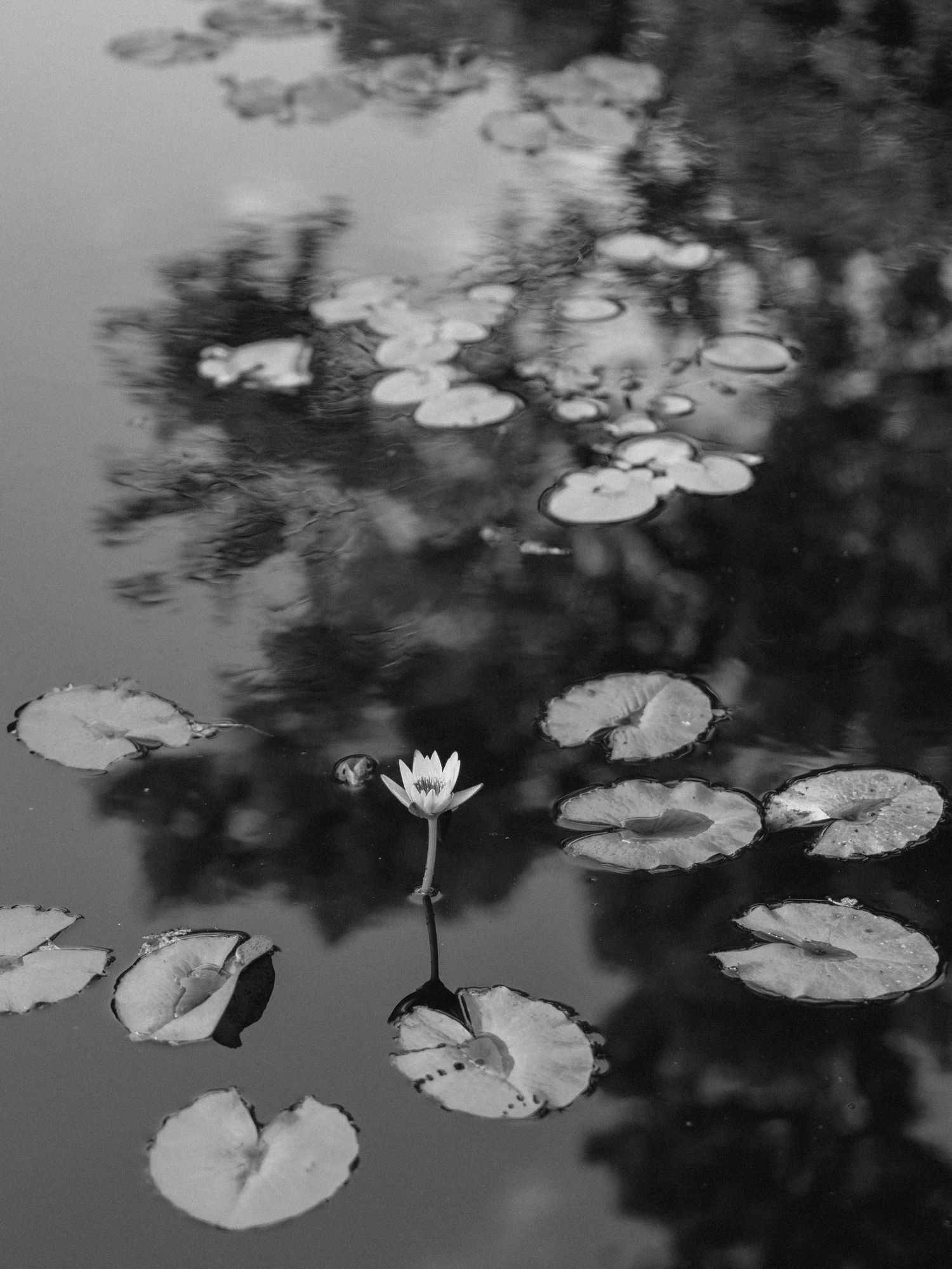 A single white water lily blooms among scattered lily pads on a tranquil pond surface in black and white photography.