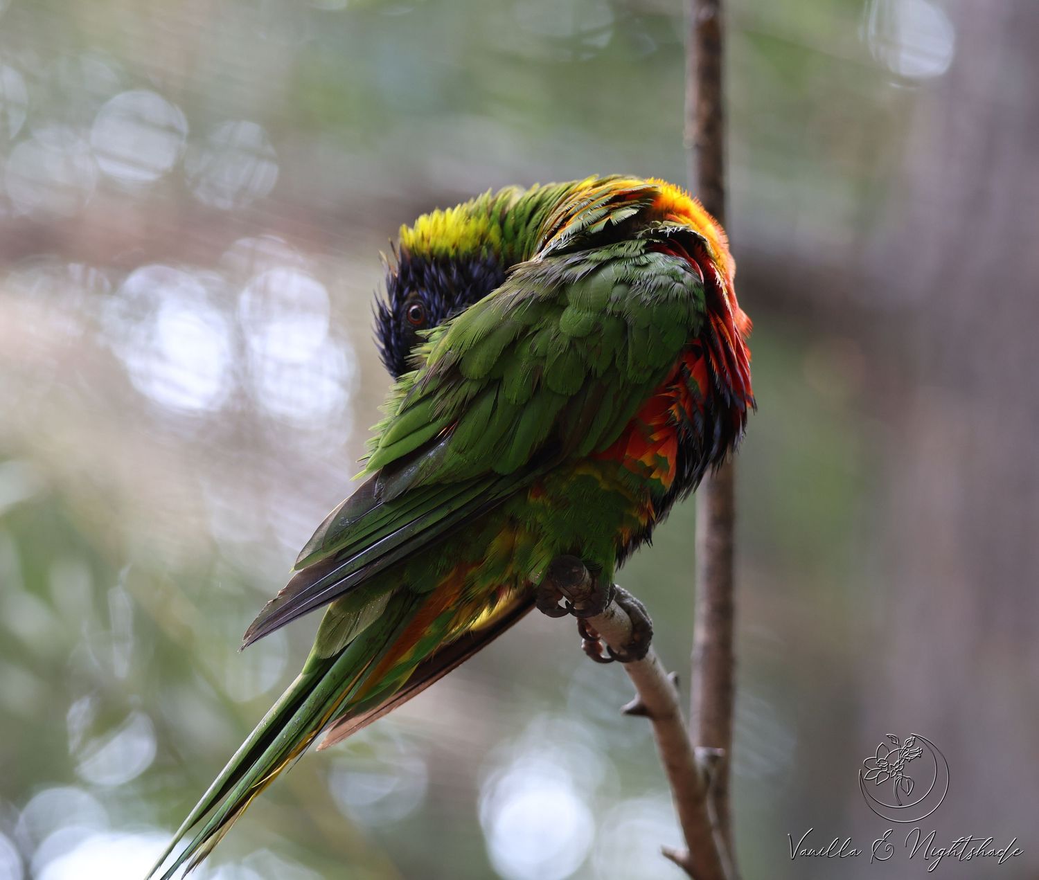 A colorful rainbow lorikeet parrot with green, red, and yellow plumage perched on a branch.