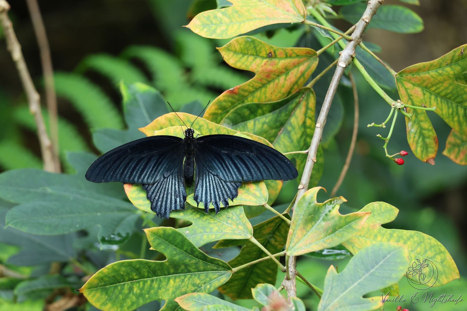 A large black swallowtail butterfly with spread wings perched on yellowing leaves in nature.