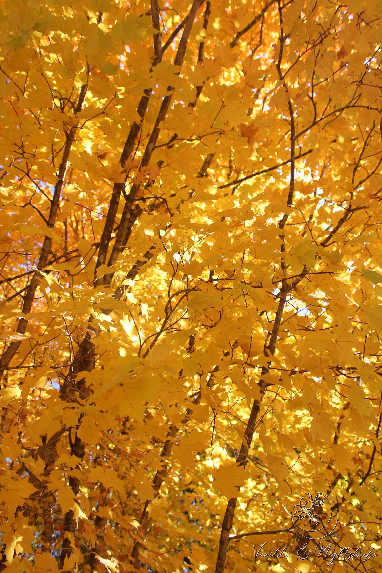 Vibrant golden yellow autumn leaves glowing in sunlight on tree branches during fall season.