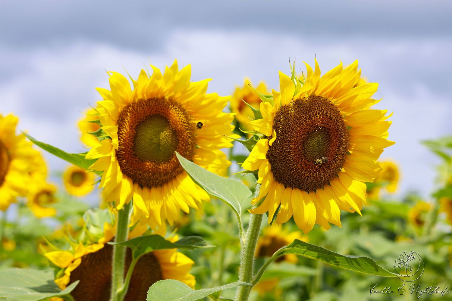 Two vibrant yellow sunflowers with bees against a cloudy blue sky in a field.