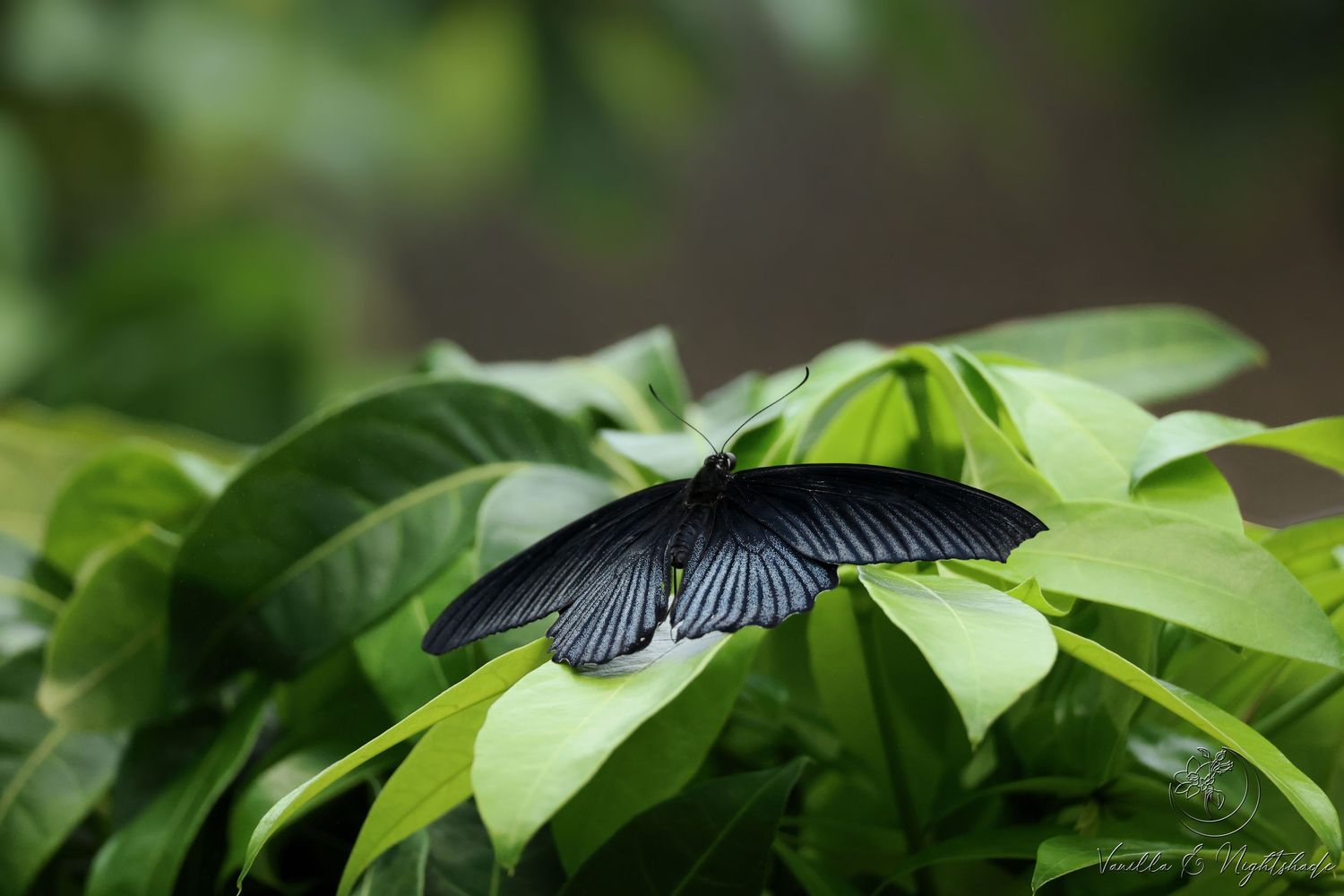 Large black swallowtail butterfly with open wings resting on lush green tropical leaves.