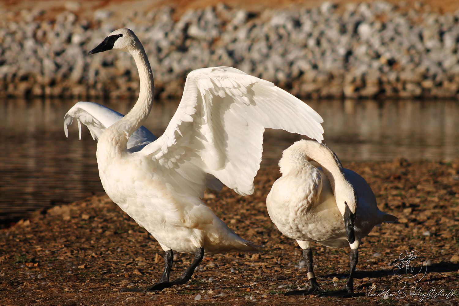 Two white swans near a rocky shoreline, one spreading its wings gracefully in golden sunlight.