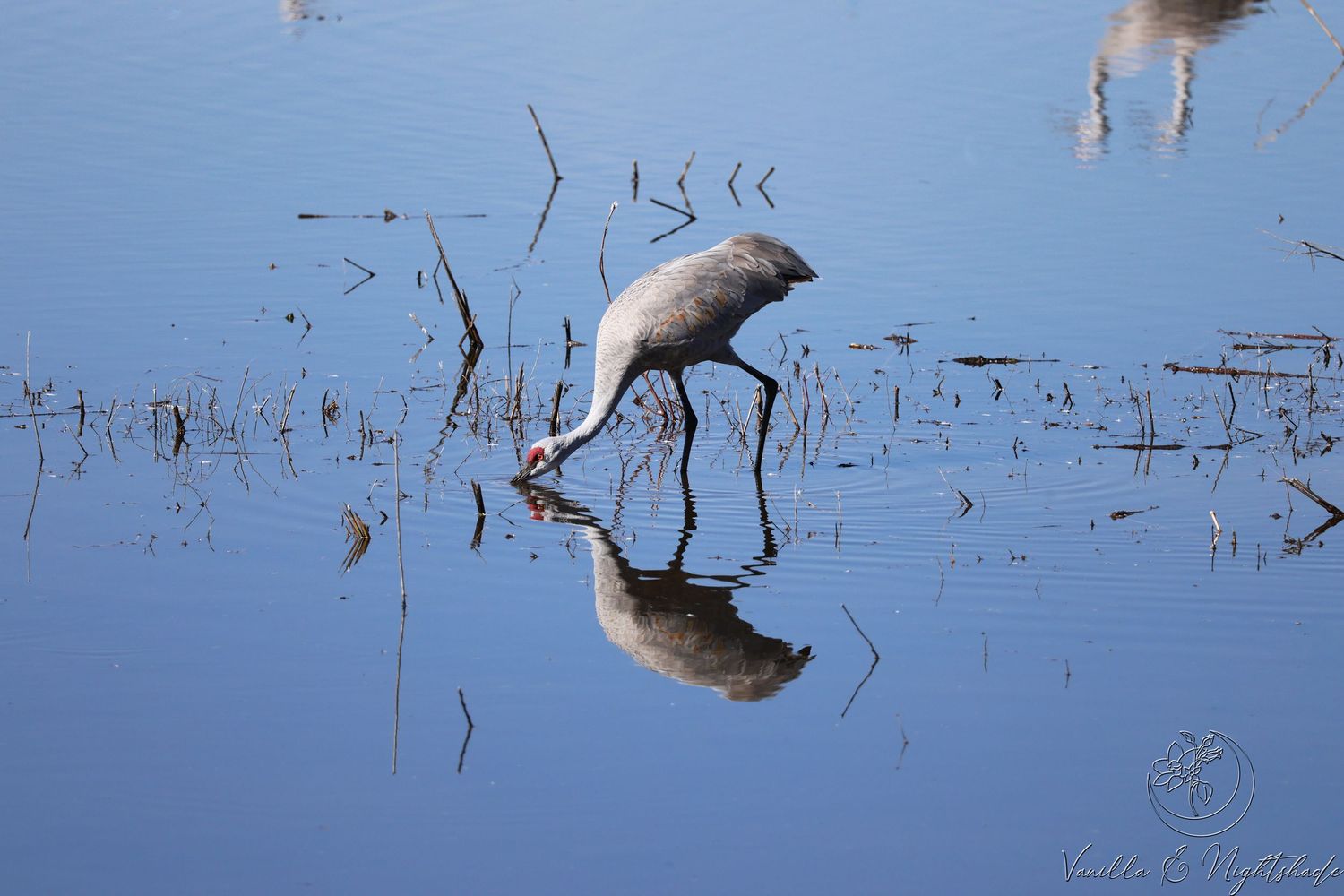 A sandhill crane wading in shallow water, its reflection mirrored perfectly on the calm blue surface of a wetland.