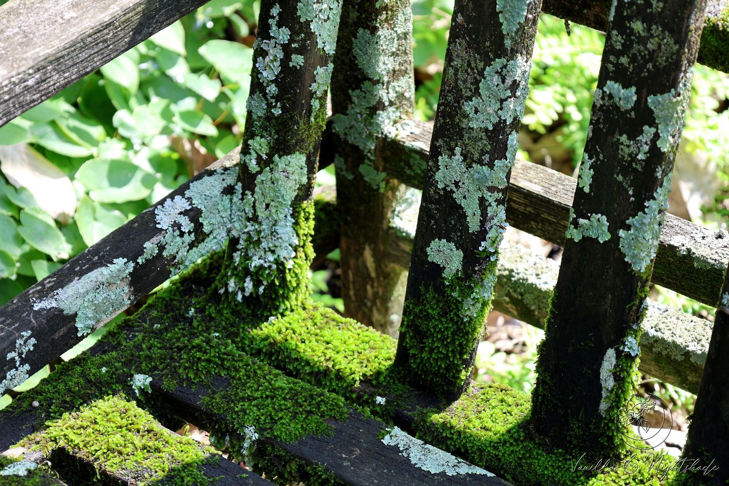 Moss-covered wooden fence with lichen-encrusted posts in a lush green garden setting.