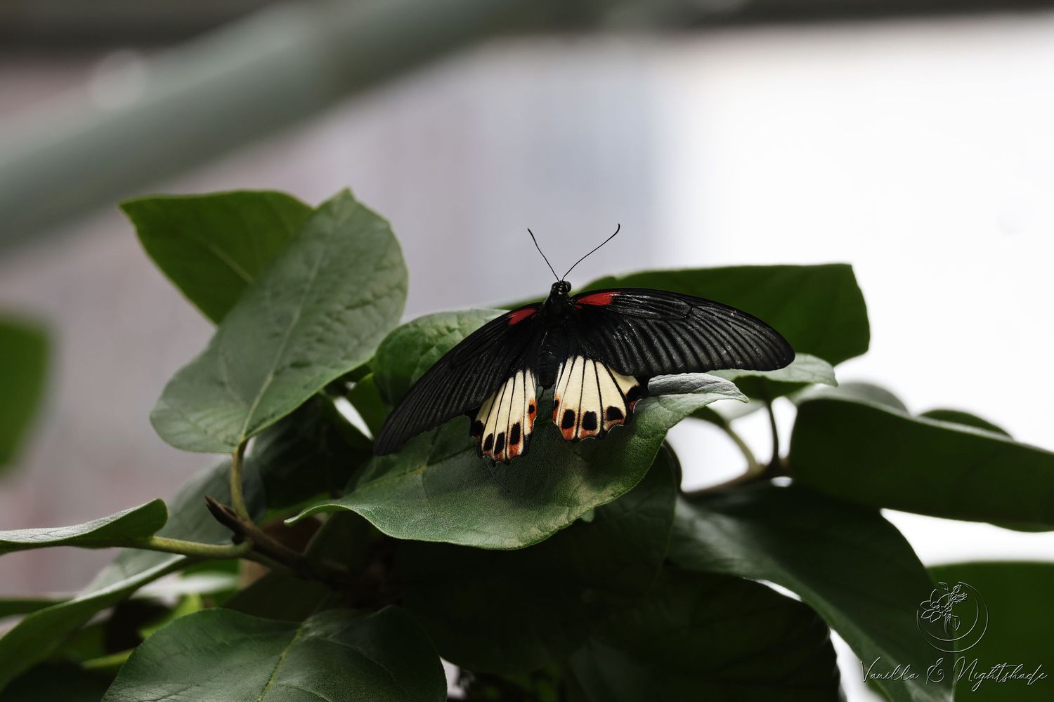 A black swallowtail butterfly with cream and orange markings resting on broad green leaves.