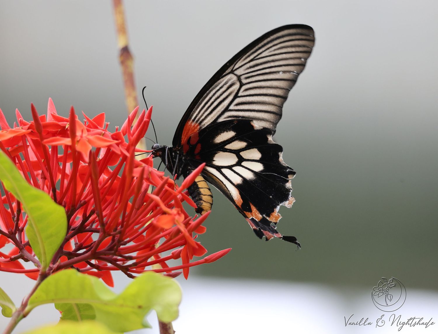 A large black swallowtail butterfly with white and red markings feeding on red ixora flowers.
