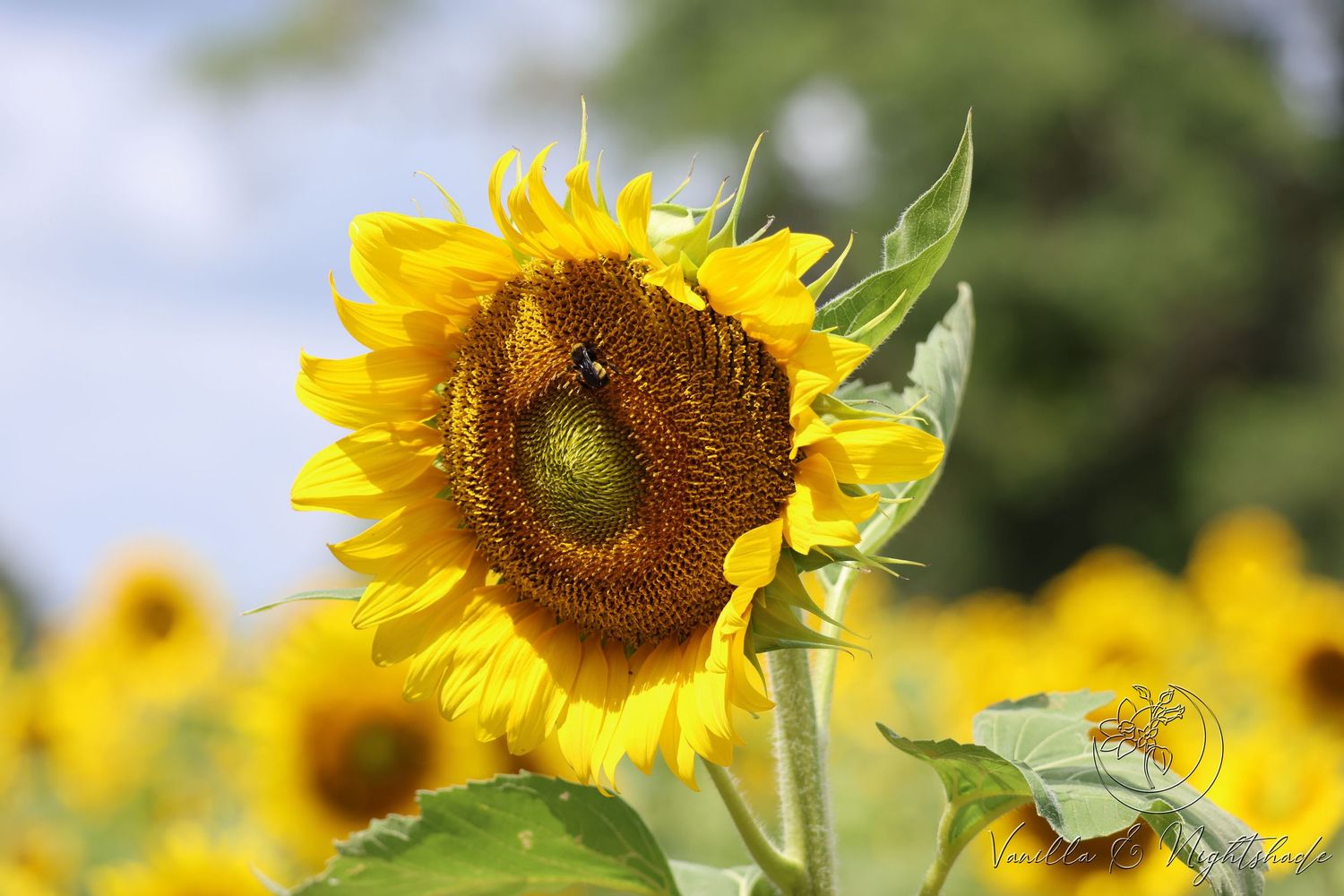 Yellow sunflower with a bee pollinating its center in a sunny sunflower field.