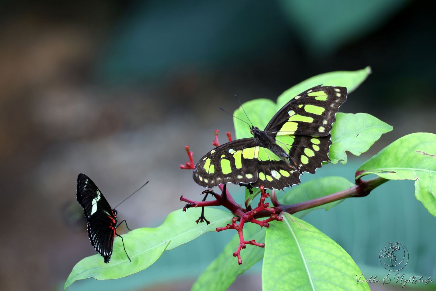 Two colorful butterflies, one green and black Malachite, perched on red tropical flowers.