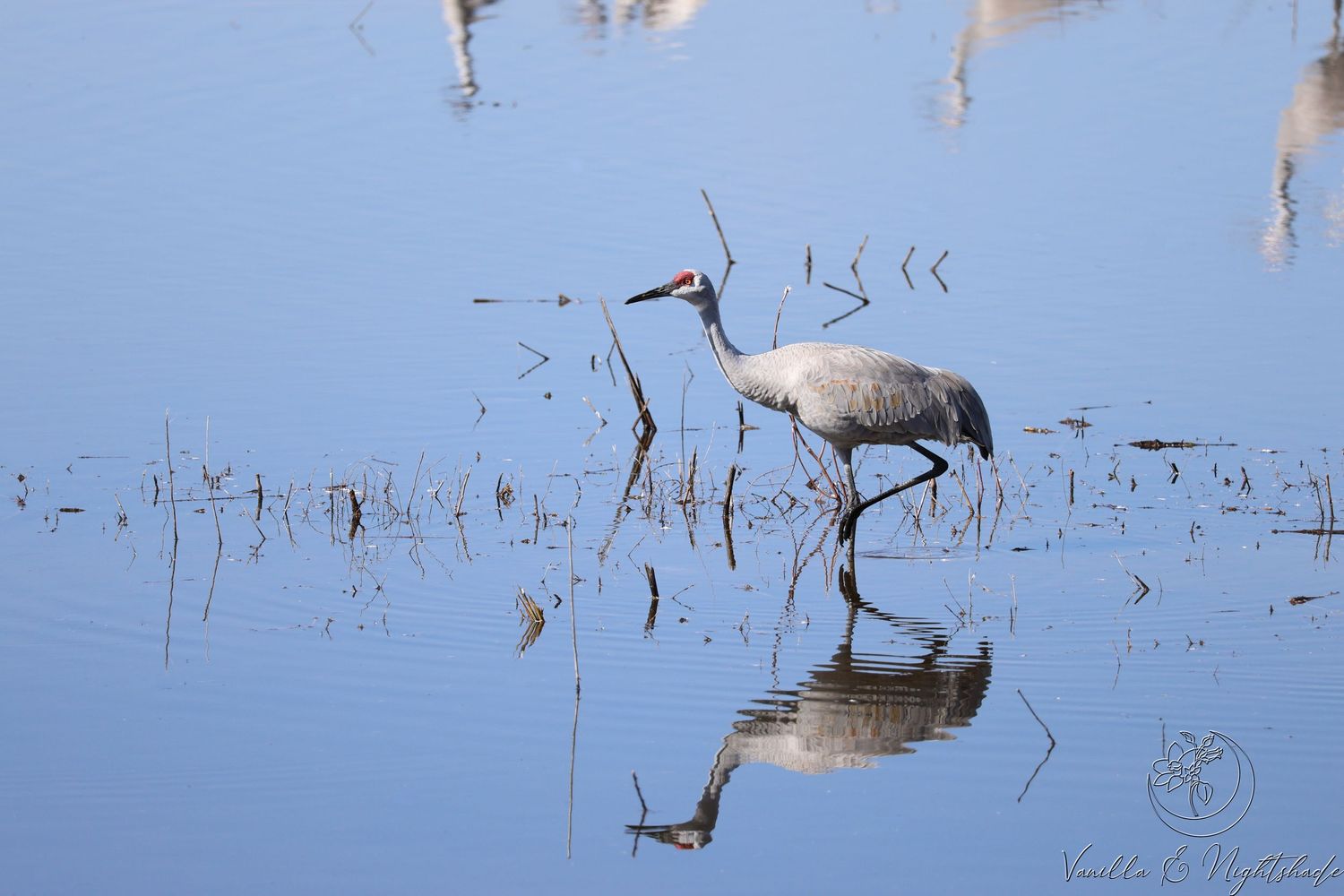 A sandhill crane wading through shallow reflective water in a wetland habitat, with reeds and its mirror image visible below.