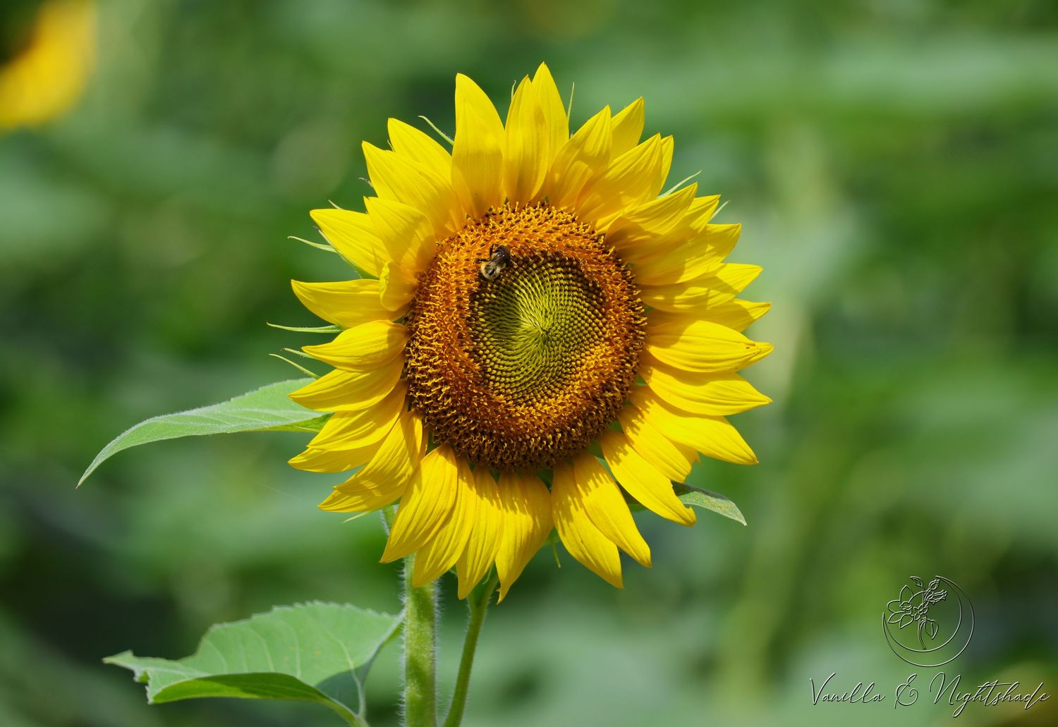 Bright yellow sunflower in full bloom with green leaves in a garden.