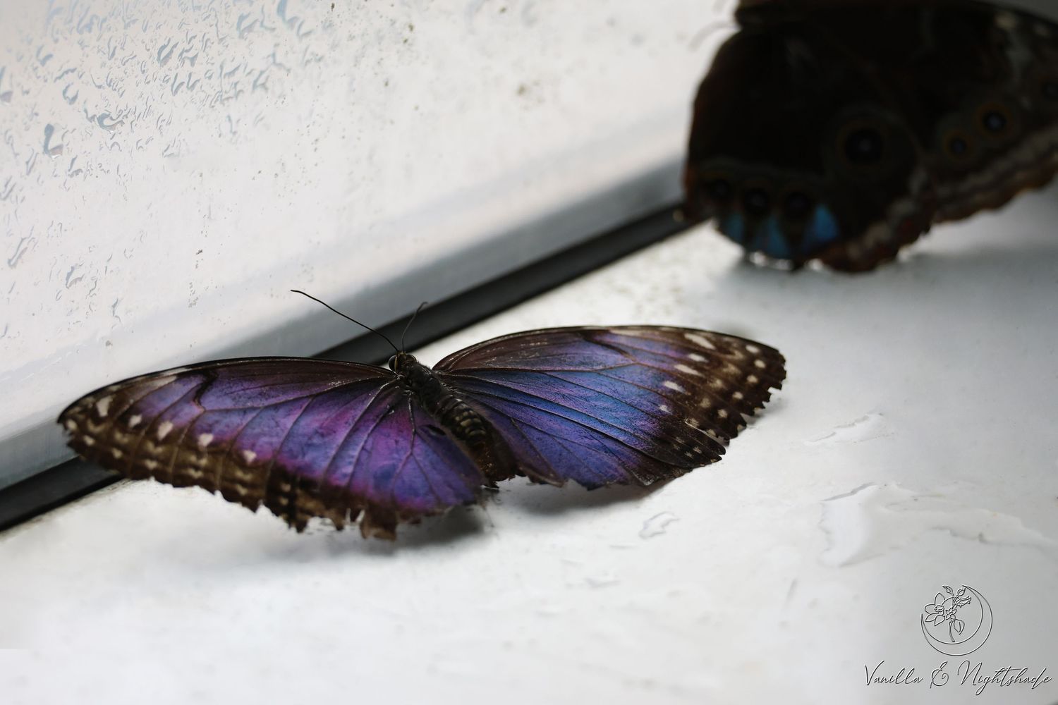 A vibrant purple and blue morpho butterfly resting on a white surface near a window.