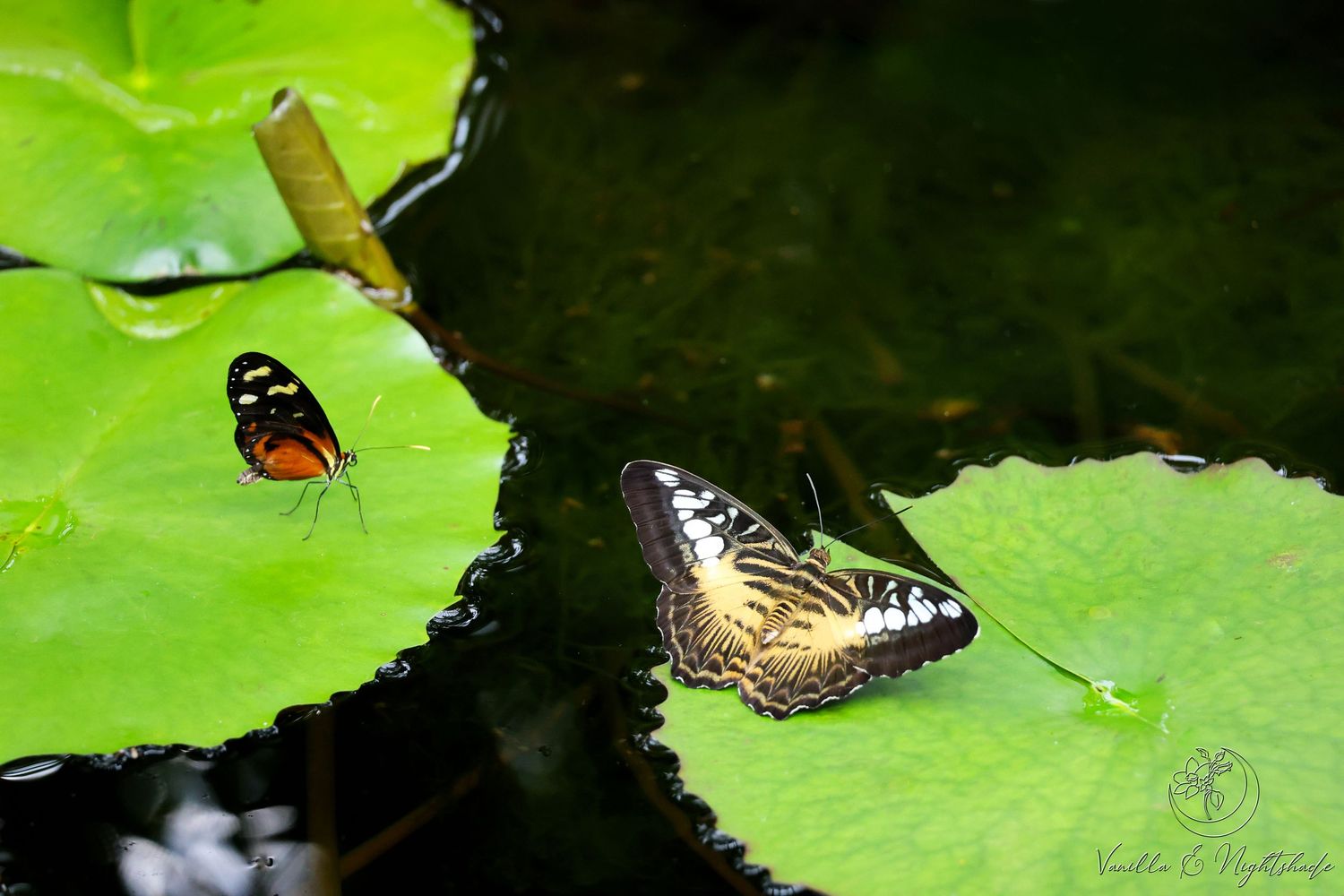 Two colorful butterflies resting on large green lily pads floating on dark water.