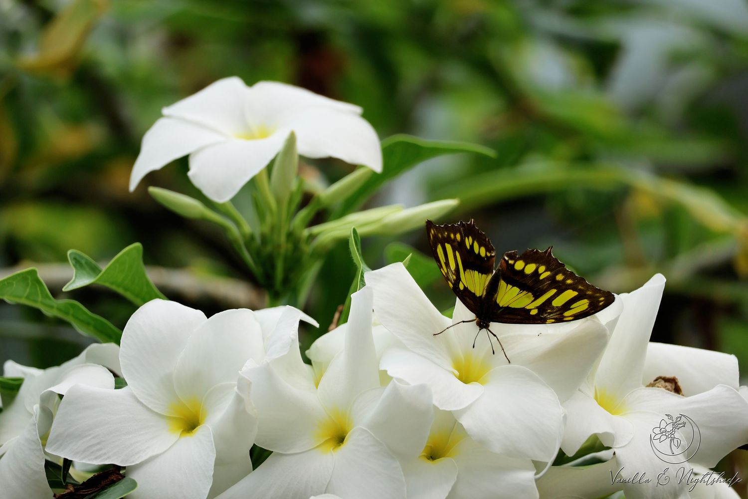 Yellow and black butterfly resting on delicate white tropical flowers with green foliage.
