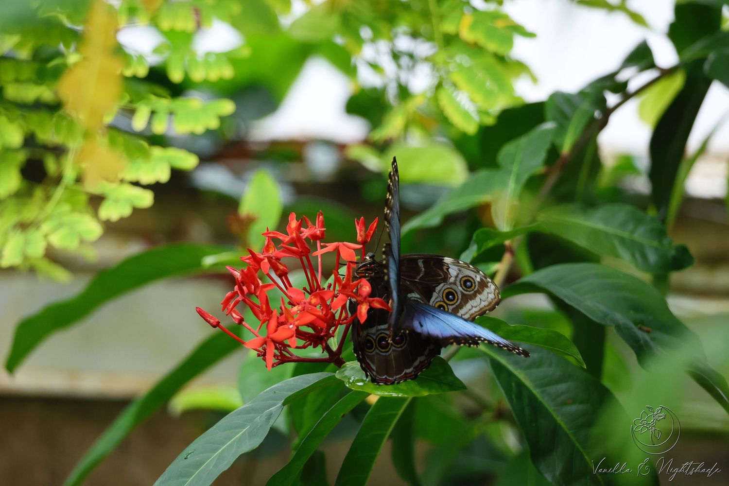 Two Blue Morpho butterflies with striking eye-spot patterns feeding on red cluster flowers.