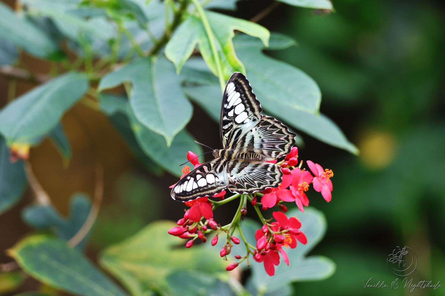 A black and white clipper butterfly perched on vibrant red ixora flowers surrounded by green foliage.
