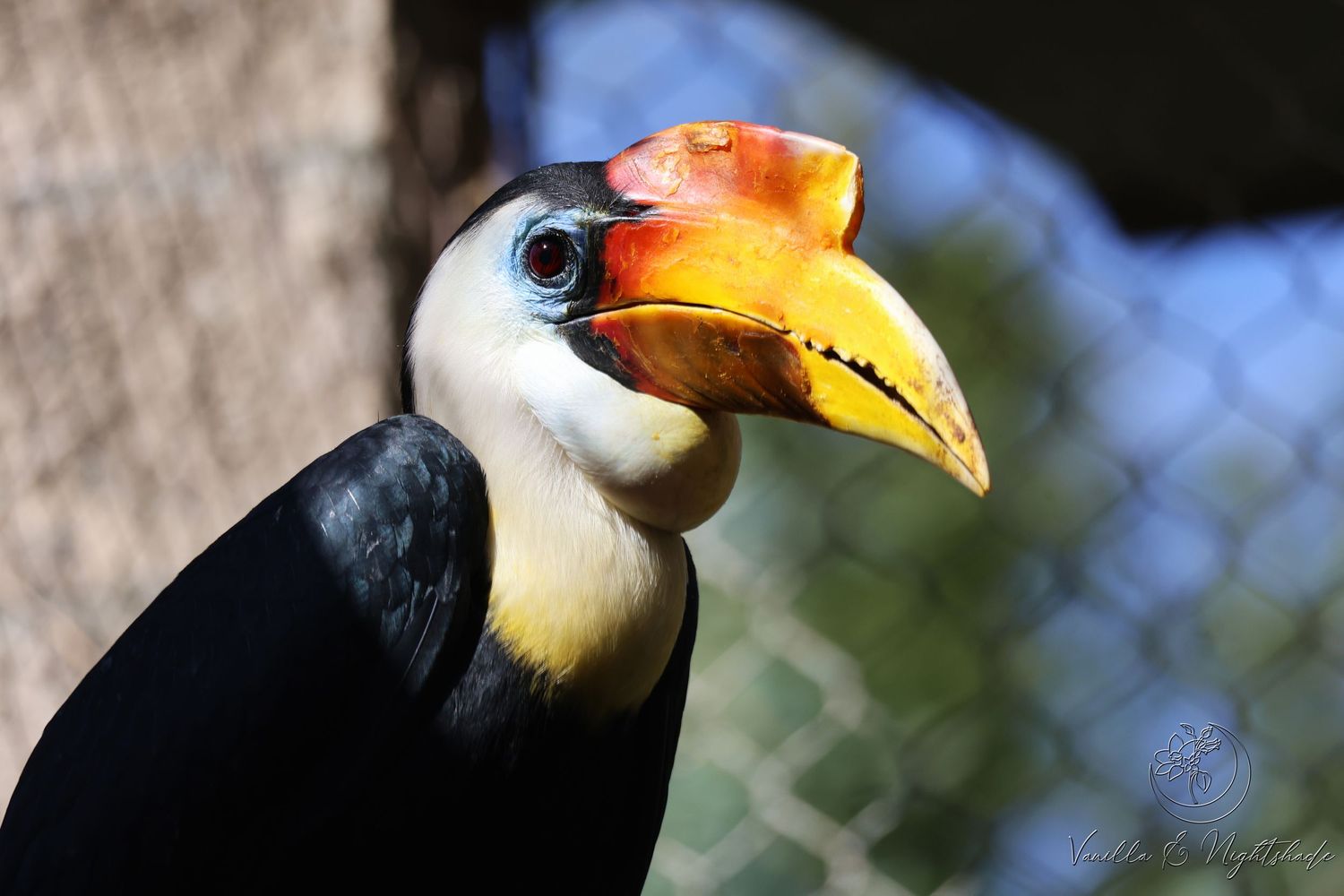 A vibrant wrinkled hornbill with a colorful orange and yellow beak perched in an enclosure, showcasing its striking black and white plumage.