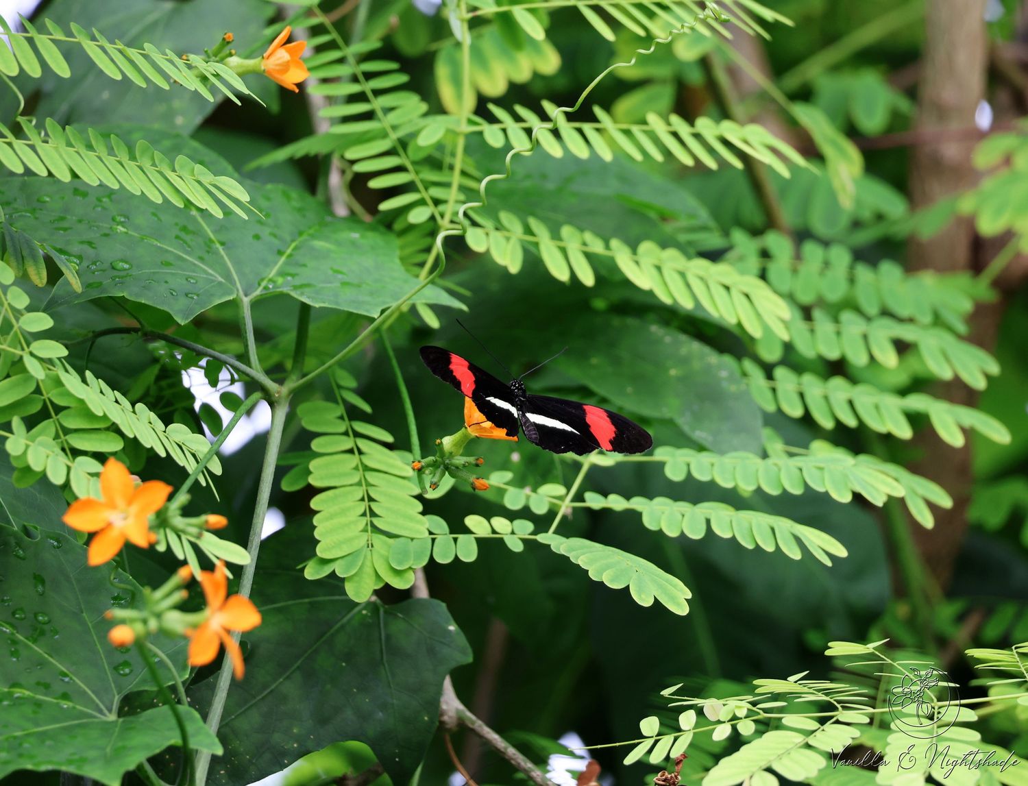 Vibrant red and black butterfly perched among green fern leaves with orange flowers.