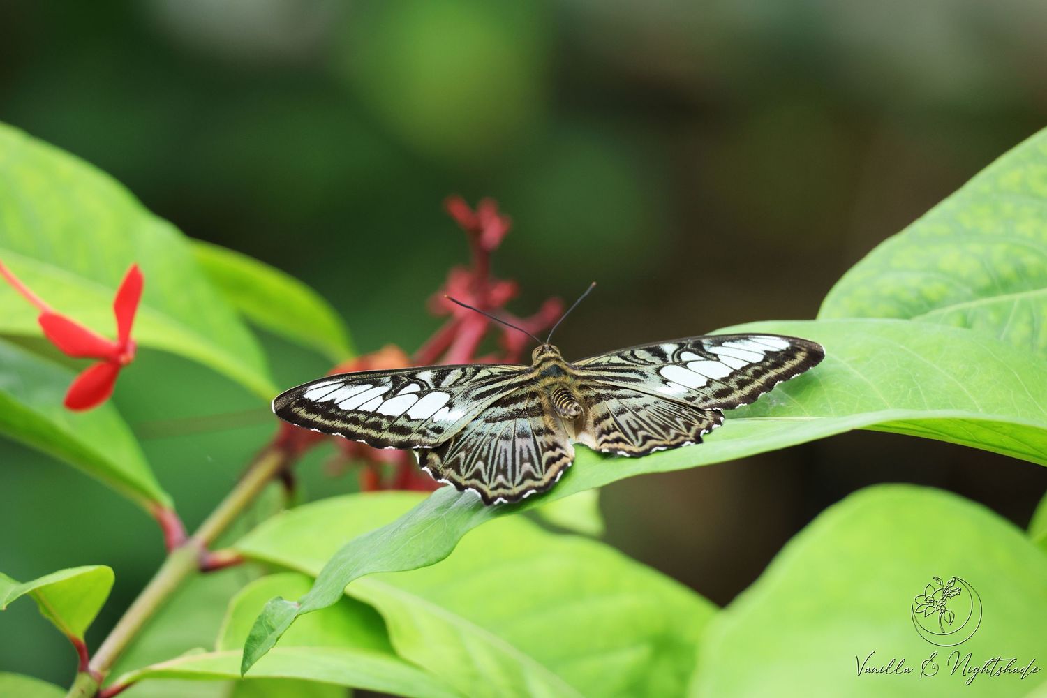 A black and white clipper butterfly resting on a green leaf near red flowers in a lush garden.