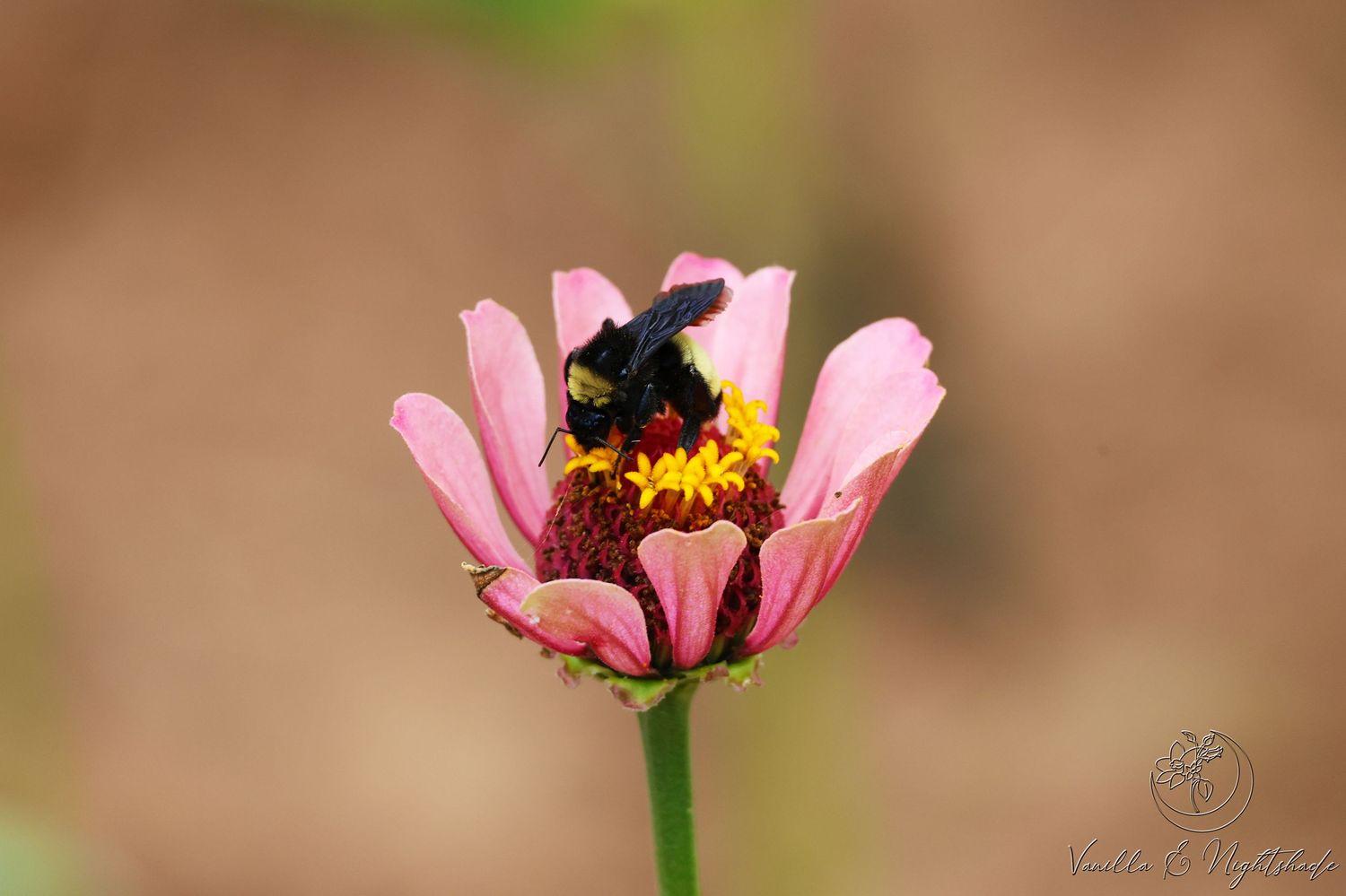 Black and yellow bumblebee collecting pollen on a pink zinnia flower.