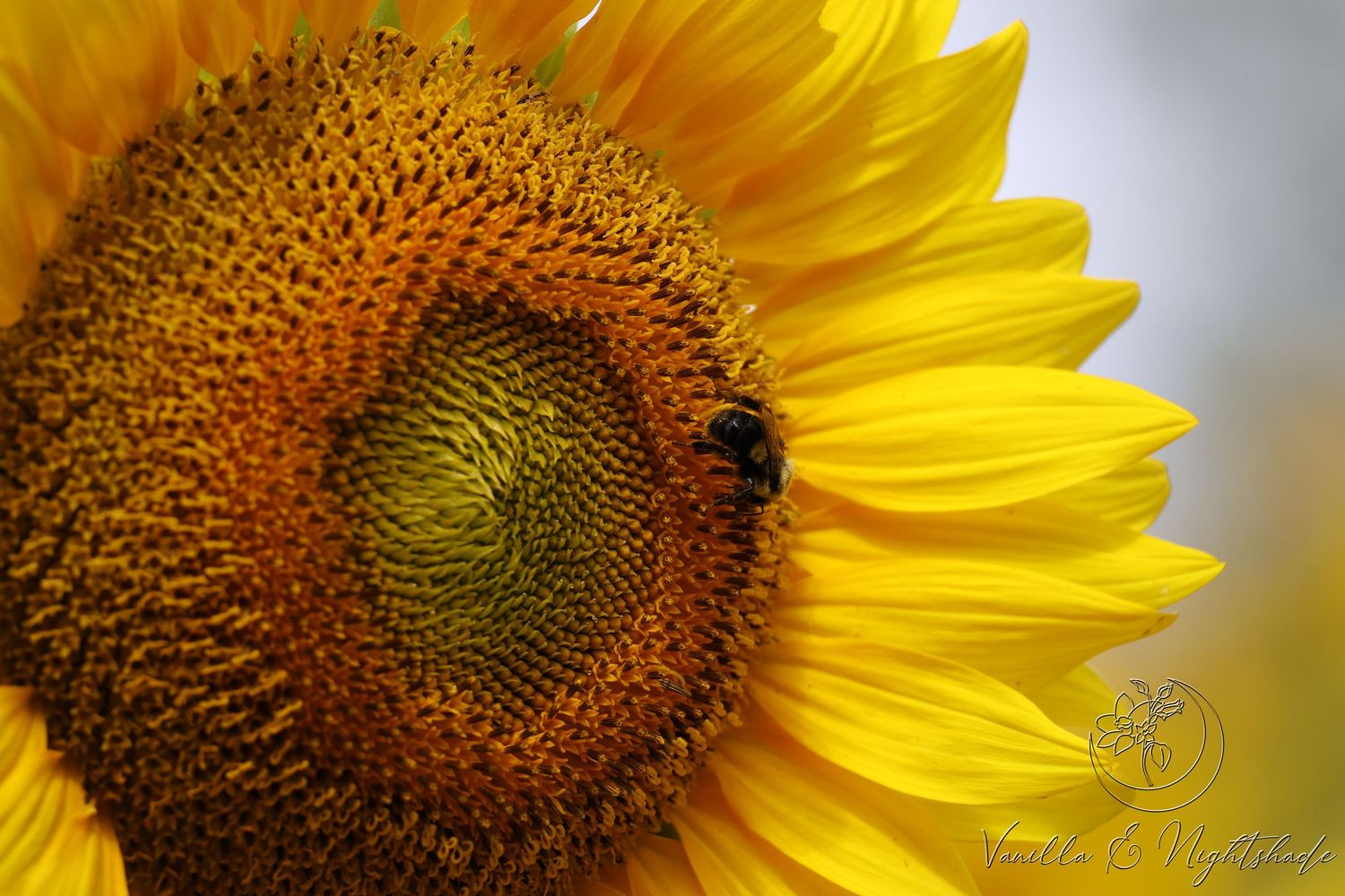 Close-up of a bright yellow sunflower with a small bee resting on its dark center disk.