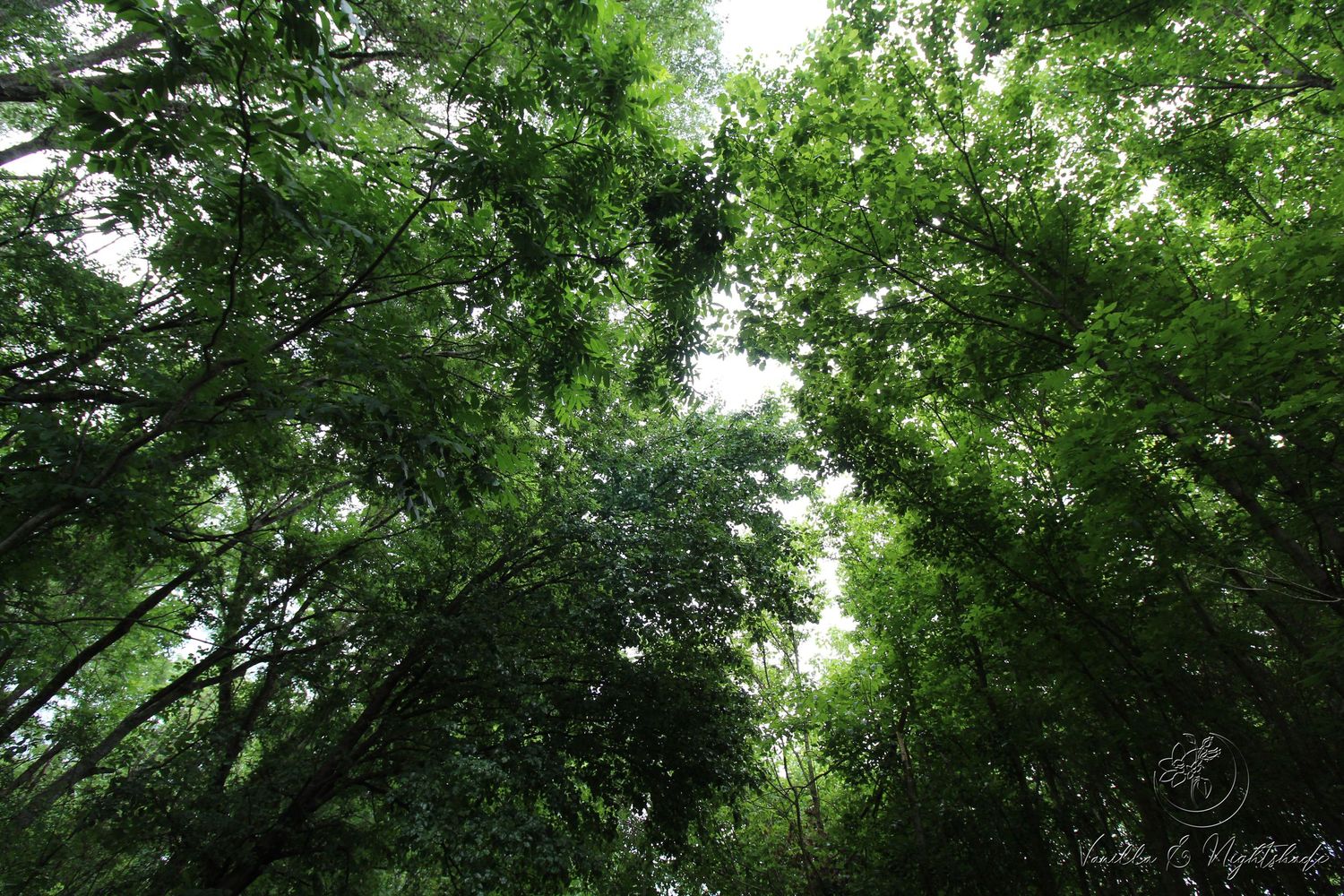 Looking up through a lush green forest canopy with dense overlapping tree branches against a bright overcast sky.