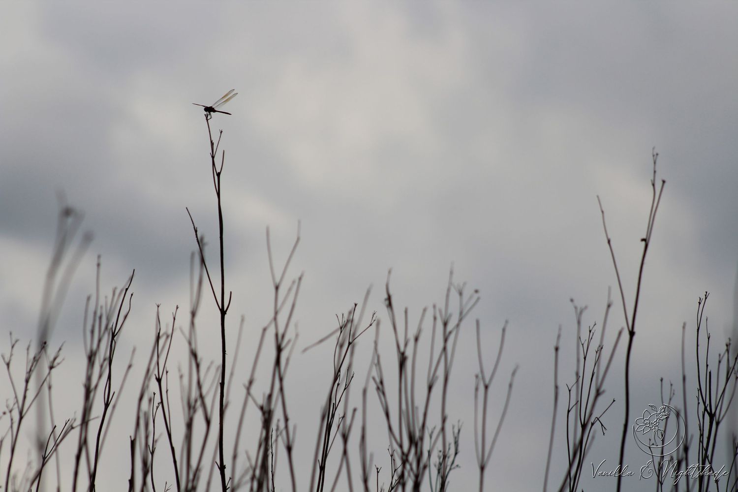 A dragonfly perches on bare twigs against a cloudy gray sky in a serene nature scene.