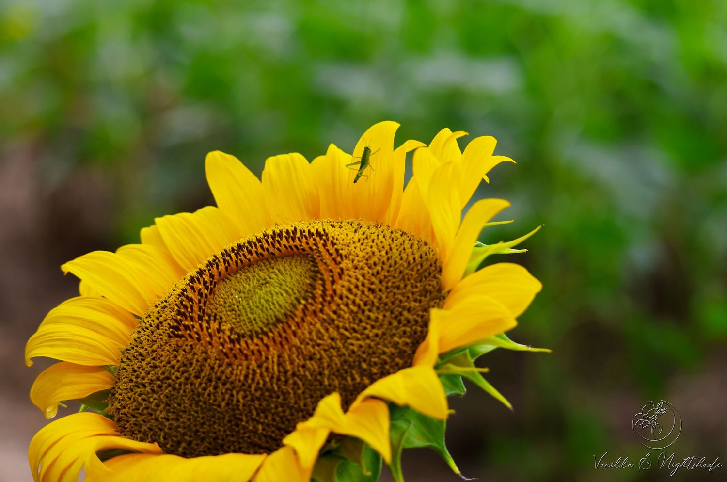 Close-up of a vibrant yellow sunflower with a brown center against a blurred green background.