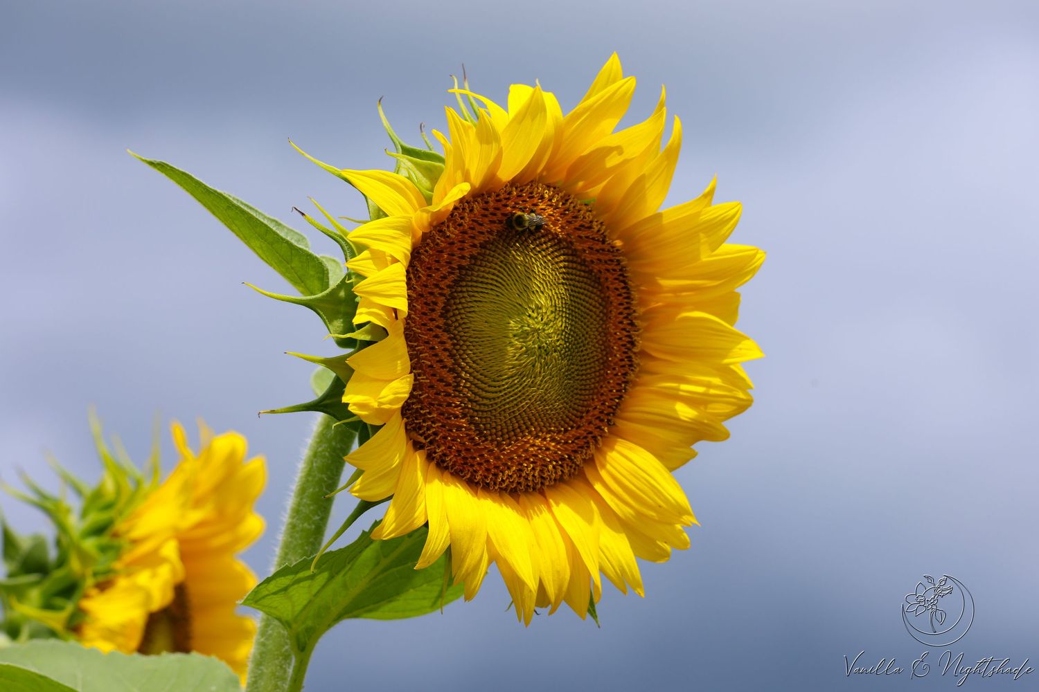 Bright yellow sunflower standing tall against a dramatic cloudy blue-gray sky.